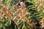 Багульник (Ledum palustre)