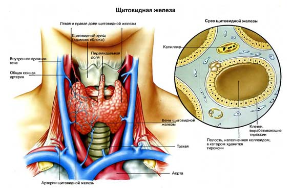 гипотиреоз гипотиреоз